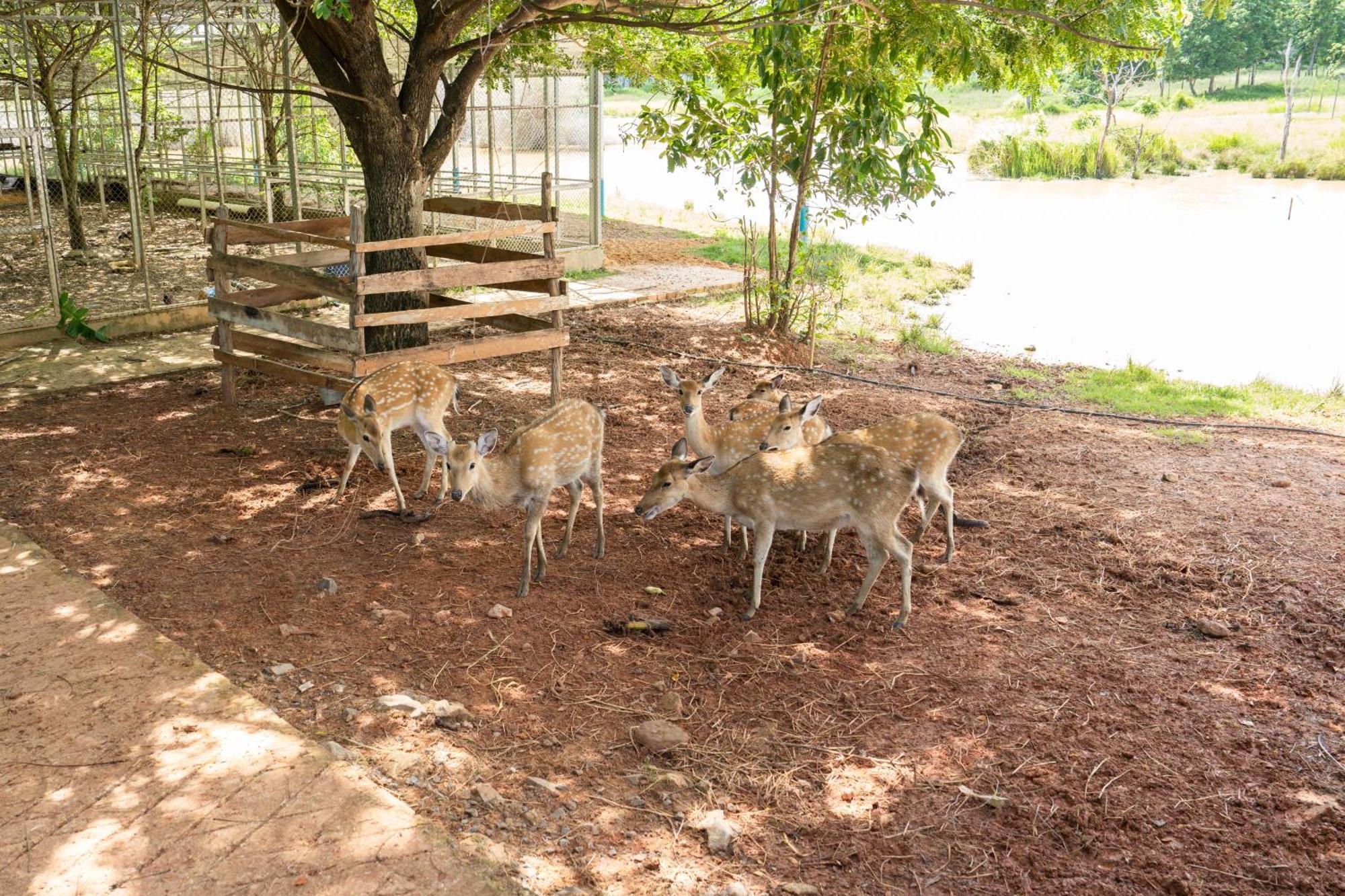 Phum Domnak Domrey Resort Chambok Extérieur photo